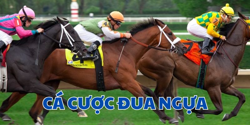 Cá cược đua ngựa CF68 - Hướng dẫn cách chơi chi tiết